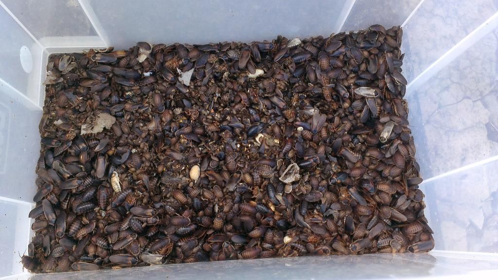 Scotland Huge dubia roach colony Reptile Forums